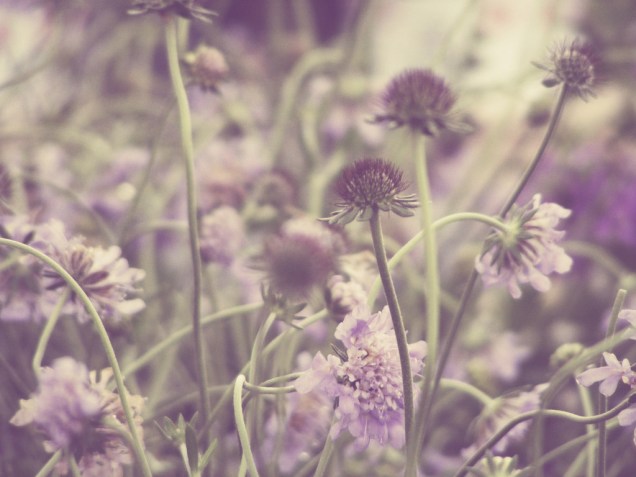 La simbología de las flores